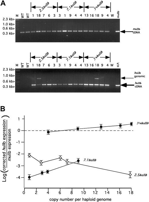 Fig. 4. RT-PCR analysis of platelet RNA for human and mouse αIIb. / (A) Agarose gel of size-fractionated nonquantitative RT-PCR products for mαIIb (top) or hαIIb (bottom) from total platelet RNA for the various transgenic lines. The mαIIb samples were amplified for 20 PCR cycles within the linear range of amplification for comparison of relative cDNA levels. The hαIIb samples were amplified for 33 PCR cycles, beyond the linear range of amplification, to facilitate detection of hαIIb within all the diversely expressed transgenic lines. Size markers (M) are indicated to the left and the observed cDNA or genomic bands indicated at the right of each figure. The observed genomic bands were variably present and only seen with the 2 lanes indicated where there appears to be little hαIIb message, but high transgene copy number, was present. Copy numbers are listed as numbers above each lane. WT indicates wild-type mouse platelet RNA control; W, water; mαIIb, cDNA plasmid RT amplified; HP,human platelet RNA control. (B) Analysis of semiquantitative RT-PCR comparing relative expression of human to mouse αIIb message versus the copy number for a particular line. The open diamonds are the2.5hαIIb lines, the closed circles are the7.1hαIIb lines, and the closed squares are the3′+hαIIb lines. The experiments were done in triplicate and repeated at least 3 times. A single SD is indicated for each point.