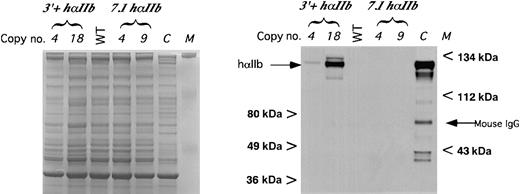 Fig. 5. Immunoblot of platelet protein for hαIIb. / Immunoblot of size-fractionated platelet proteins using the monoclonal anti-hαIIb antibody MAB1990 as the primary antibody (right panel). Size markers are indicated on the sides of the blot as well as the expected hαIIb band and the mouse IgG band. C indicates human platelet control. Bands below the expected band were due to partial sample degradation. Equal loading into each lane was confirmed on a parallel gel, where a comparable loading of each sample was done and the gel stained using Coomassie blue (left panel).