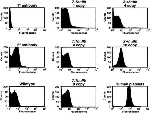 Fig. 6. Flow cytometric analysis of hαIIb/mβ3 on the surface of platelets. / The mixed species hαIIb/mβ3 receptors were detected by flow cytometry using MAB1990 as the primary antibody. Except for the 18 copy3′+hαIIb platelets, none of the other animals had platelets showing demonstrable hαIIb/mβ3 receptors on their surface, and the intensity in this highest line was still only about 10% of the human platelet control.