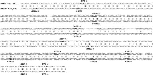 Fig. 7. Conserved intergenic regions sequences. / Downstream intergenic, conserved sequences are compared with the human sequence on top and the mouse below. A “∣” refers to an identical nucleotide. Conserved elements that may represent important nuclear factor–binding sites are indicated in bold and the nuclear factor and orientation of binding are shown.
