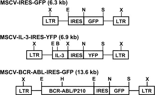 Fig. 1. Retroviral vectors. / The EcoR1 and Xba1 restriction sites used for determining proviral integration sites and the full-length provirus are indicated. LTR, long terminal repeat; IRES, internal ribosome entry site; X, Xba1; E, EcoR1; N, Nco1; S,Sal1; B, BamH1; H, Hind111.