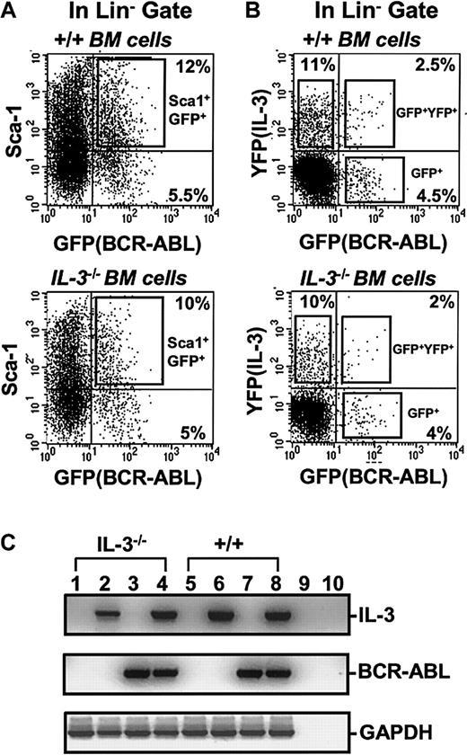 Fig. 2. FACS profiles of transduced +/+ and IL-3−/− BM cells. / (A) Dot plot showing gates used to isolate the Sca-1+lin− subset of GFP+ cells after exposure of +/+ and IL-3−/− BM cells to BCR-ABL-GFP. (B) Dot plot showing gates used to isolate the GFP+(BCR-ABL+, lower right), YFP+(IL-3+, upper left), and GFP+ and YFP+ (BCR-ABL+ andIL-3+, upper right) cells within the lin−subset after simultaneous exposure of +/+ and IL-3−/− BM cells to BCR-ABL-GFP and IL-3-YFP virus. (C) RT-PCR analysis of RNA isolated from FACS purified GFP+, YFP+, and GFP+ and YFP+ fractions of cells shown in Figure 1B. Lanes 1 and 5 show results for MIG-transduced GFP+ IL-3−/− and +/+ cells; lanes 2 and 6 for cells cotransduced with BCR-ABL and IL-3 and purified for YFP (IL-3) expression only; lanes 3 and 7 for cells cotransduced with BCR-ABL and IL-3 and purified for GFP (BCR-ABL) expression only; and lanes 4 and 8 for cells cotransduced with BCR-ABL and IL-3 and purified for dual GFP and YFP (BCR-ABL and IL-3) expression. Lanes 9 and 10 were water controls (negative controls) for the RT and PCR reactions.