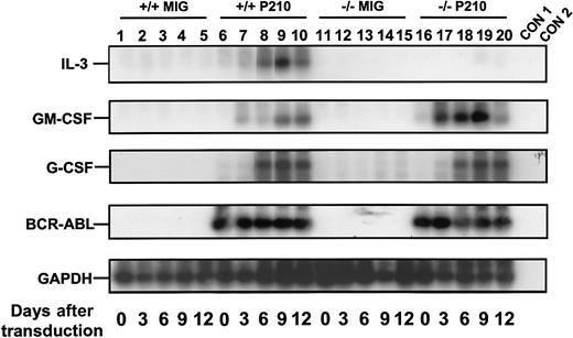 Fig. 3. Rapid activation of growth factor gene expression in primitive BCR-ABL–transduced +/+ and IL-3−/− BM cells. / Sca-1+ lin− BCR-ABL–transduced cells were sorted immediately after transduction and the cells analyzed after varying periods of culture in the presence of SF and IL-6. A semiquantitative RT-PCR was performed followed by Southern blot analysis using gene-specific cDNA probes. Each filter was then stripped and reprobed with a GAPDH probe. Lanes 1 to 5 and 6 to 10 are for MIG- and BCR-ABL–transduced +/+ cells, and lanes 11 to 15 and 16 to 20 are for the MIG- and BCR-ABL–transduced IL-3−/− cells. Controls (CON) 1 and 2 are negative controls with no RT and water only, respectively. Results shown here are from a representative experiment.