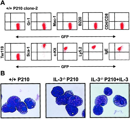 Fig. 6. Homogeneous mast cell phenotype of populations generated from single BCR-ABL–transduced +/+ and IL-3−/− cells. / (A) FACS profiles from a representative clonal population of expanded BCR-ABL–transduced +/+ cells are shown. All cells express Ly 5.2, GFP, Sca-1, and c-kit, and bind IgE, but do not express Gr-1, Mac-1, B220, CD4, CD8, or the antigen recognized by Ter119. Similarly derived expanded clones of BCR-ABL–transduced IL-3−/− cells showed an indistinguishable phenotype. (B) Wright-Giemsa–stained cytospin preparations from representative clones of BCR-ABL–transduced +/+ cells (left panel), BCR-ABL–transduced IL-3−/− cells (middle panel), and BCR-ABL– and IL-3–cotransduced IL-3−/− cells. All of the cells in all cultures examined exhibited this typical mature mast cell morphology.