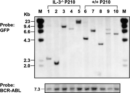 Fig. 7. Southern blot analysis of populations derived from single BCR-ABL–transduced +/+ and IL-3−/− cells. / Genomic DNA was digested with EcoR1 and probed for GFP.EcoR1 cleaves once within the retroviral sequence (Figure1). Therefore, each fragment represents a unique site of retroviral integration. Lanes 1-5: 5 BCR-ABL–transduced IL-3−/−clones; lanes 6-10: 5 BCR-ABL–transduced +/+ clones. Molecular size markers are also indicated. The same filter was stripped and reprobed with a BCR-ABL cDNA probe showing the full-length BCR-ABL cDNA in each line isolated (at bottom).