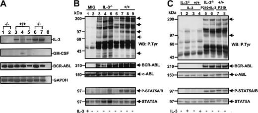 Fig. 9. Loss of growth factor gene expression and reduced tyrosine phosphorylation of BCR-ABL and STAT5 in cultured BCR-ABL–transduced IL-3−/− cells. / (A) RT-PCR analysis of RNA isolated from representative clones generated from IL-3−/− and +/+ cells transduced with BCR-ABL only (lanes 1-5) or BCR-ABL and IL-3 (lanes 6 and 7). Lanes 1 and 2 show results for 2 BCR-ABL–transduced IL-3−/−clones; lanes 3-5 for 3 BCR-ABL–transduced +/+ clones; and lanes 6-7 for 2 clones of IL-3−/− cells cotransduced by IL-3 and BCR-ABL. Lane 8 was a negative control (water control). (B) Western blot analyses of cell lysates from control (MIG-transduced) cells with or without IL-3 (lanes 1 and 2); 4 clones of BCR-ABL–transduced IL-3−/− cells (lanes 3-6); and 3 clones of BCR-ABL–transduced +/+ cells (lanes 7-9). The cells were incubated in the presence or absence of IL-3 (as indicated below each lane) for 16 hours and lysates from equal numbers of cells separated on 8% polyacrylamide gradient gels. Filters were first probed with antiphosphotyrosine (4G10) and anti–phospho-STAT5 (P-STAT 5A/B) antibodies, then stripped and reprobed with anti–ABL antibodies and anti-STAT5 (STAT5A). The positions of prestained molecular weight markers are indicated on the left side of each blot. (C) Western blot analysis of IL-3–transduced IL-3−/− (lanes 1 and 2) and +/+ cells (lanes 3 and 4); BCR-ABL– and IL-3–transduced IL-3−/− cells (lanes 5 and 6); and BCR-ABL–transduced +/+ cells (lanes 7 and 8). Culture conditions and antibodies were the same as in panel B.