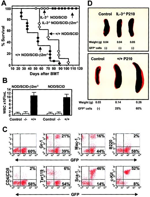 Fig. 10. Differences in the leukemogenic activity of cultured BCR-ABL–transduced +/+ and IL-3−/− cells. / (A) Survival curves of NOD/SCID (open symbols) and NOD/SCID-β2m−/− (solid symbols) mice injected with 5 × 106 cells from expanded clones of BCR-ABL–transduced +/+ (circles) and IL-3−/− (squares) cells. (B) WBC counts of the blood from mice injected with BCR-ABL–transduced IL-3−/− and +/+ cells. Controls were normal NOD/SCID-β2m−/− and NOD/SCID mice. (C) FACS profiles of GFP+ bone marrow cells isolated from a representative moribund NOD/SCID mouse with leukemia, killed 60 days after injection of cells from a BCR-ABL+ +/+ culture and showing expression by the GFP+ cells of Gr-1, Mac-1, B220, CD4/CD8, Ter119, Sca-1, and c-kit. (D) Spleen weight of untreated mice or mice injected with BCR-ABL–transduced IL-3−/− (top) or +/+ (bottom) cells.