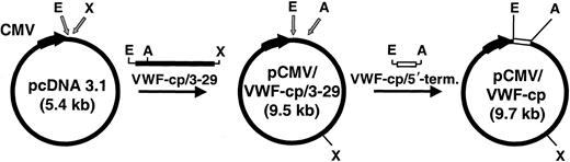 Fig. 1. Schematic drawing of the cloning of the recombinant ADAMTS13 expression plasmid. / The 4.12-kb ADAMTS13 cDNA encompassing exons 3 to 29 (black bar) was PCR amplified and cloned into pcDNA3.1 digested withEcoRI/XhoI (gray arrows). In pcDNA3.1, the CMV promoter drives the eukaryotic expression (bold black arrow indicating direction of transcription). The resultant vector pCMV/VWF-cp/3-29 was digested with EcoRI/AscI (gray arrows) and ligated to the 0.7-kb VWF-cp/5′-terminal cDNA fragment (white bar). The final plasmid pCMV/VWF-cp (9.7 kb) was used for the expression of the complete rADAMTS13 gene. A indicates AscI; E,EcoRI; X, XhoI.