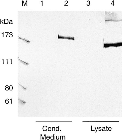 Fig. 2. Western blot of transiently expressed ADAMTS13. / Lysates and conditioned media from transfected HEK 293 cells transiently expressing ADAMTS13 were loaded on SDS-polyacrylamide gels, blotted to nitrocellulose, and visualized by murine monoclonal antibody 242/H1 directed against the catalytic domain of VWF-cp. The amount of lysate and conditioned medium loaded onto the gel was equivalent to approximately 1 × 106 cells. Lanes 1 and 3, conditioned medium and lysate from HEK 293 cells transfected with control vector pcDNA3.1; lanes 2 and 4, conditioned medium and lysate from cells transfected with VWF-cp expression vector pCMV/VWF-cp. M indicates protein standard in kDa.
