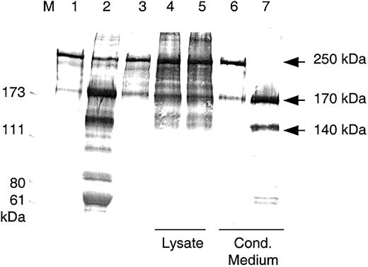 Fig. 4. Cleavage of VWF subunits by rADAMTS13. / Western blot analysis of VWF fragments after VWF-cp digestion. VWF cleavage fragments were separated by SDS-PAGE under reducing conditions. VWF substrate (lane 1) was incubated with NHP (lane 2), buffer (lane 3), lysates, and conditioned media from HEK 293 transfections with the control vector (lanes 4 and 6) and with the VWF-cp expression plasmid (lanes 5 and 7). Lysates, conditioned media, and NHP were diluted 1:10 in the VWF-cp assay. M indicates protein standard in kilodaltons.