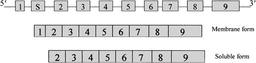 Fig. 1. Organization of the. / cytb5r gene showing the arrangement of the 9 exons and the 2 mRNA transcripts that code for the membrane-bound and soluble forms.