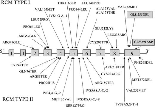 Fig. 3. Locations of the mutations reported to date in the. / cytb5r gene of patients with types 2 and 2 RCM.Mutations are shown in relation to the 9 exons of the 31-kb gene. Novel mutations found in the present study are indicated in the shaded boxes.