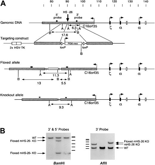 Fig. 1. Mapping of mouse α-globin gene locus. / Panel A shows a map of the mouse α-globin gene cluster, showing the positions of the genes and the regulatory element (HS −26) lying within an intron of the C16orf35 gene. The structures of the targeting vector, the floxed allele after homologous recombination, and the KO allele after expression of Cre recombinase are also shown. The positions of the 5′ and 3′ probes used for mapping are indicated as small black boxes. The band sizes using AflII (A) andBamHI (B) digestion are indicated. Panel B shows a Southern blot analysis of AflII- or BamHI-digested DNA from a WT mouse and heterozygotes for the floxed and KO alleles. The positions of markers (SJ5000, Amersham Pharmacia, Little Chalfont, United Kingdom) are shown along side the gels.