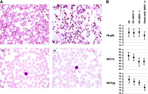 Fig. 2. Hematologic analysis and data. / (A) Photomicrographs of 14.5-day fetal blood from a WT control (i), 14.5-day fetal blood from a floxed homozygote with marked dyserythropoiesis and an increased portion of yolk sac erythroid cells (ii), peripheral blood from a normal adult (iii), and peripheral blood from a KO adult with essentially normal red cell morphologic features (iv). Original magnifications × 400 (i and ii) and × 1000 (iii and iv). (B) Hb, MCV, and MCH data for the various HS −26 genotypes compared with age-matched control mice.