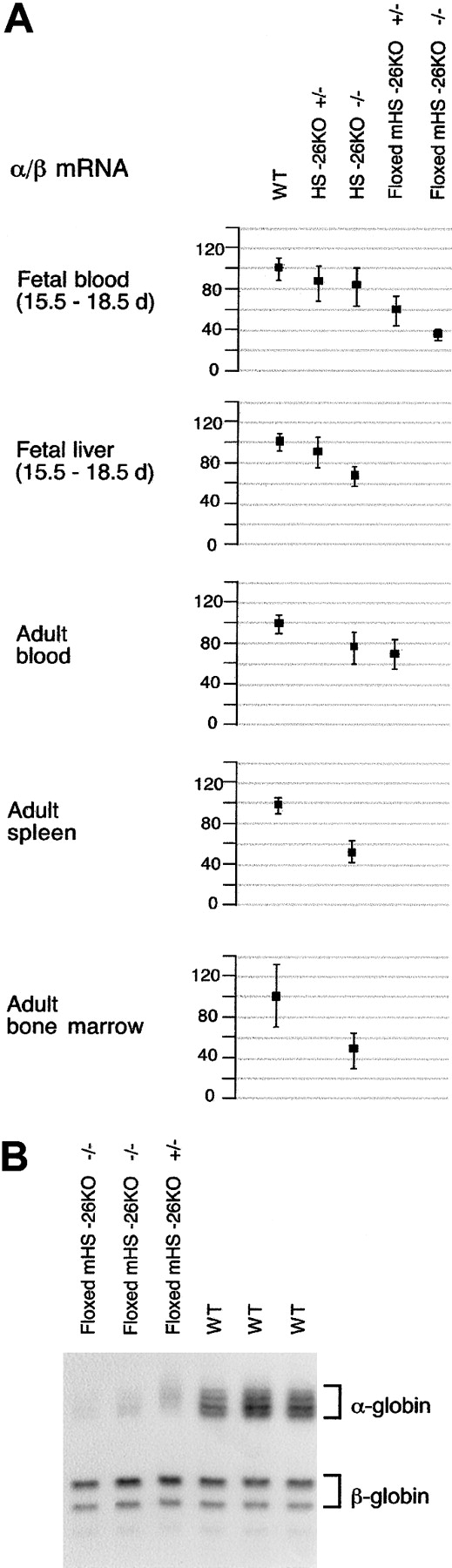 Fig. 3. The ratio of α-globin mRNA to β-globin mRNA. / (A) Data on α/β mRNA for the various HS −26 genotypes expressed as a percentage of values in normal control mice (set at 100%). Error bars represent 1 SD. (B) Results of RNase protection assay showing expression of mouse α and β mRNAs in peripheral blood from normal, heterozygous floxed, and homozygous floxed mice.