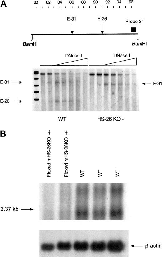 Fig. 4. HS mapping and C16orf35 gene expression. / (A) DNase I HS site mapping of the region around the HS −26 element in normal and homozygous HS −26 KO mice. A map of the area, with the position of the BamHI sites of the limit digest, is shown at the top. The bands in the KO sample are smaller than the normal bands because of the deletion of the HS −26 element. (B) Northern blot analysis of polyA+ RNA from embryos of WT mice and mice homozygous for the floxed HS −26 KO allele. The analysis used a probe for the C16orf35 gene and showed down-regulation of this gene in the floxed mice.