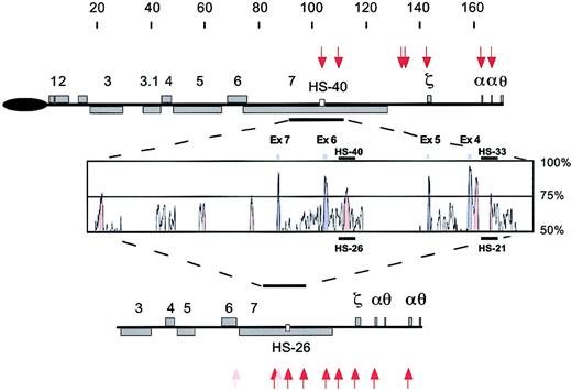 Fig. 5. Comparison of the human and mouse α-globin gene clusters and their upstream regions. / In each cluster, genes are represented by gray boxes, with orthologous genes numbered as in the article by Flint et al,10 showing conserved gene organization. The thick black line underneath the HS −40 site represents the minimum fragment deleted in patients with α thalassemia with intact α-globin genes. The sequence of this region was compared with the mouse homologous region in the central panel by using the VISTA program.26 The percentage of sequence conservation is indicated on the right, and the exons of the C16orf35 gene are indicated as gray boxes over the sequence alignment. HS sites confirmed in this study are shown as red arrows; those reported previously in MEL cells are shown in pink.