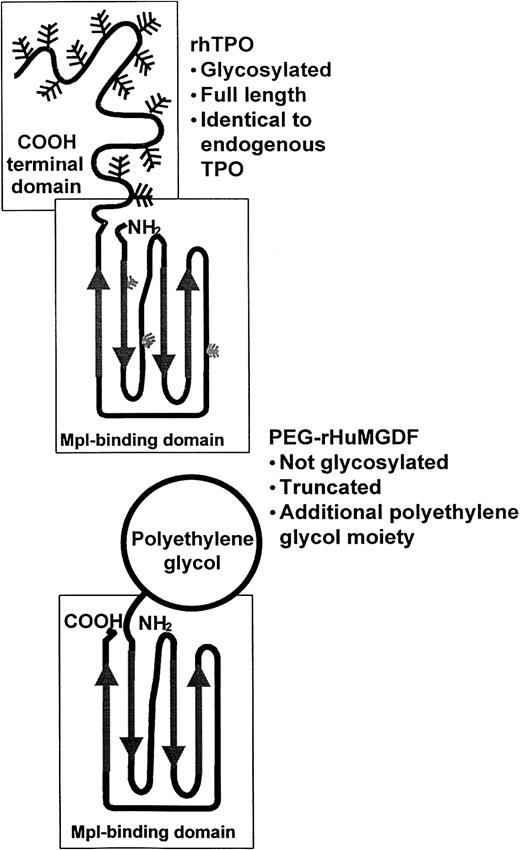 Fig. 2. Molecular structures of rhTPO and PEG-rHuMGDF exhibit specific differences. / rhTPO is a glycosylated full-length TPO molecule, whereas PEG-rHuMGDF is a truncated molecule consisting of the receptor-binding portion of native TPO conjugated to a 20-kd polyethylene glycol moiety. Adapted from Begley and Basser88 with permission.