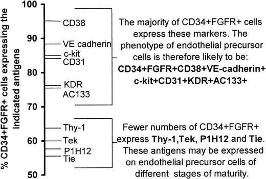 Fig. 5. Phenotype of endothelial stem/precursor cells. / The incidence of cell surface antigen expression was used to construct a probable phenotype of endothelial stem/precursor cells.
