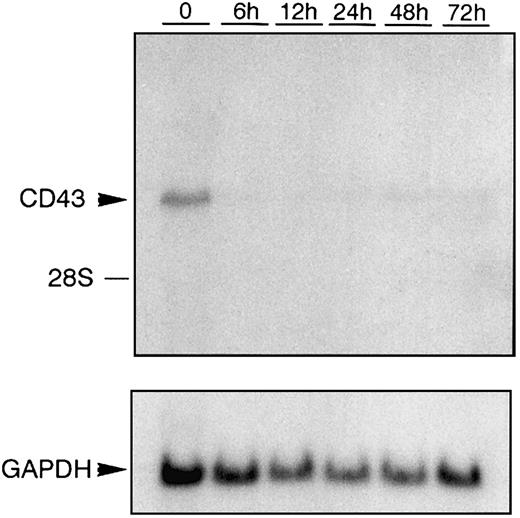 Fig. 1. Down-regulation of CD43 mRNA during K562 activation. / Total RNA was prepared from K562 cells treated with PMA for the hours indicated. RNA was then subjected to Northern blot analysis using anEcoRI/NcoI fragment (CEM-E/N) isolated from theCD43 cDNA clone pCEM1.7, which has previously been used to detect CD43 mRNA.11 As a control for RNA loading, the same Northern blot hybridized with the CD43-specific probe was subsequently hybridized with a probe that specifically recognizes GAPDH mRNA.53 The position of migration of 28S ribosomal RNA is marked.