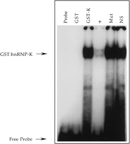 Fig. 3. Demonstration in vitro that recombinant hnRNP-K binds the +18/+39 region of the CD43 promoter. / A radiolabeled single-stranded oligonucleotide, CD43 PyRo SS56, representing nucleotides +18 to +39 of the sense strand of the CD43 gene was incubated with no protein (Probe), purified GST (GST), or purified GST/hnRNP-K fusion protein (GST-K). Binding reactions containing GST/hnRNP-K were performed in the absence (GST-K) or presence (+) of a 100-fold molar excess of unlabeled CD43 PyRo SS, the presence of Mut-11 (Mut) representing a mutant version of CD43 PyRo SS, which fails to support PyRo1 binding56 or the presence of the unrelated oligonucleotide NS-SS (NS). The free probe and probe bound by the GST/hnRNP-K protein (GST:hnRNP-K) are denoted by arrows.