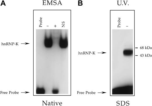 Fig. 4. Determination of the molecular mass of the Jurkat nuclear factor that binds the +18/+39 region of the CD43promoter. / (A) EMSA analysis performed as described in Figure 3 except binding reactions contained the radiolabeled oligonucleotide CD43 PyRo SSUB, which is both bromouracil- and biotin-modified, and either no protein extract (Probe) or a nuclear extract prepared from Jurkat cells. Binding reactions containing Jurkat nuclear extract were performed in the absence (−) or presence (+) of a 100-fold molar excess of unlabeled CD43 PyRo SS56 or the presence of the unrelated oligonucleotide NS-SS (NS). Marked with arrows are the positions of migration through a native polyacrylamide gel of CD43 PyRo SSUB unbound by protein (Free Probe) and bound by hnRNP-K. This analysis established that the protein-binding characteristics of CD43 PyRo SSUB are indistinguishable from its equivalent CD43 PyRo SS, which is modified neither with bromouracil nor biotin56. (B) The oligonucleotide CD43 PyRo SSUB was radiolabeled, incubated with (−) or without (Probe) a nuclear extract prepared from Jurkat cells and then exposed to UV light. CD43 PyRo SSUB was captured by streptavidin-coated magnetic particles, washed, and subjected to electrophoresis through a 12% SDS-polyacrylamide gel and autoradiography.
