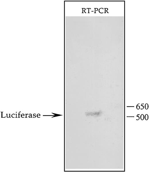 Fig. 7. Southern blot analysis of the transcript produced from the CD43 promoter linked to luciferase and integrated within the K562 genome. / The mixed pool of K562 cells containing within their genome theCD43/luciferase fusion gene was treated for 24 hours with PMA and then total RNA isolated using an RNeasy Maxi Kit (Qiagen, Valencia, CA). A GeneRacer Kit (Invitrogen Life Technologies) was used to ligate the GeneRacer RNA Oligo specifically to the 5′ end of full-length mRNA, which was then reverse-transcribed using the GeneRacer Oligo dT Primer. The resulting products were used as templates in a PCR containing the primer LUC-4, which hybridizes to the coding strand of the luciferase gene, and the GeneRacer 5′ Primer, which represents the DNA equivalent of the 5′ end of the GeneRacer RNA Oligo. PCR products were then subjected to Southern blot analysis using as probe the radiolabeled oligonucleotide LUC-2, which hybridizes to the coding strand of the luciferasegene further 5′ than does LUC-4. The hybridization signal detected by autoradiography is depicted.