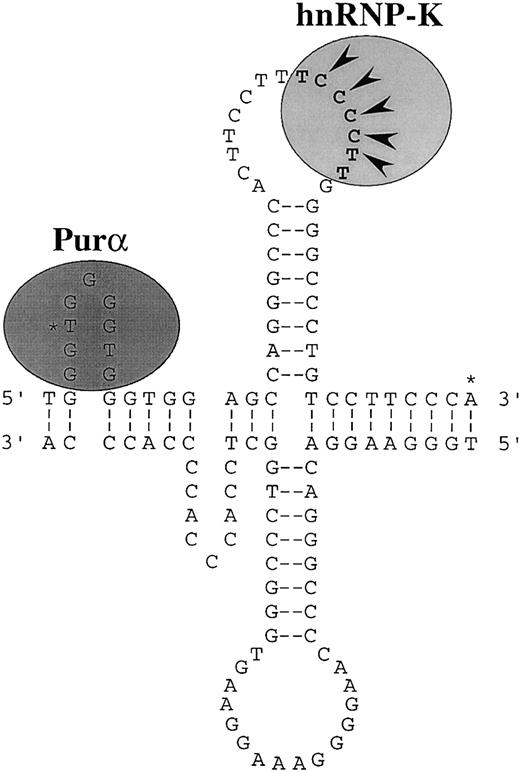 Fig. 9. Putative secondary structure of the CD43promoter. / Misalignment of direct repeats of the sequence GGTGG may form slippage structures at the 5′ end of the promoter. The single-stranded region on the sense strand of these structures would support efficient binding of Purα. Two types of slippage structures are possible. One is illustrated. Pairing of an inverted repeat of the sequence CAGGGCCC could form a cruciform structure immediately downstream of the slippage structures. This possible cruciform is illustrated. The single-stranded loop region on the sense strand of the cruciform would support efficient binding of hnRNP-K. The DNA equivalent of the consensus RNA binding site of hnRNP-K is marked by bold characters.66 The nucleotides defined by mutation analysis as being critical for hnRNP-K binding are marked with arrowheads.56 The 2 major transcription initiation sites of the CD43 gene are marked with asterisks.55