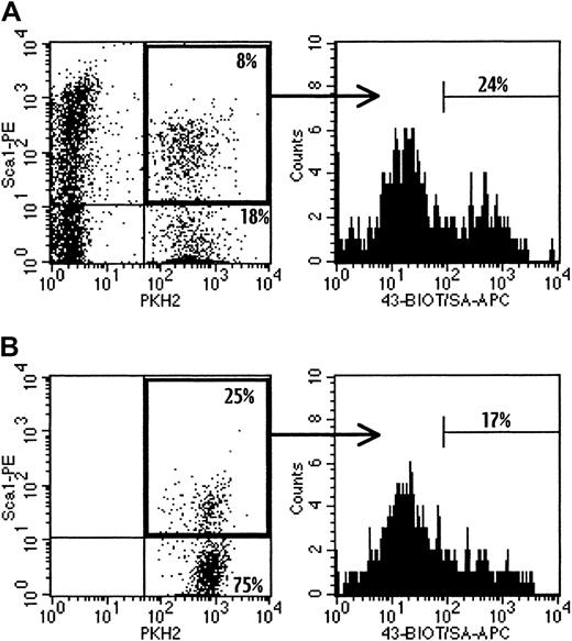 Fig. 2. Flow cytometric analysis of adhesion molecule expression on donor Sca-1+ cells in irradiated and nonirradiated recipient BM 1 hour after transplantation. / In this representative experiment, 50 × 106 PKH2-stained LDBM cells were transplanted into irradiated (A) or nonirradiated (B) mice. Mice were killed 1 hour later, and BM cells were lysed and stained with Sca-1–PE and CD43-biotin, followed by streptavidin-APC. Cells were analyzed flow cytometrically by collecting listmode files containing 300 to 1000 donor Sca-1+ events exhibiting low side and forward angle scatter, properties characteristic of primitive hematopoietic cells. In this representative experiment, 1 × 105 (A) and 1.1 × 104 (B) total events were collected, which contained 664 and 597 Sca-1+events in histograms A and B, respectively. The frequencies of PKH2+ cells were 26% (A) and 1.2% (B) and the frequencies of Sca-1+ cells within donor cells were 31% (A) and 25% (B), while the frequencies of CD43+ cells within donor Sca-1+ cells were 24% (A) and 17% (B). The frequencies of donor cells when all nucleated cells were included in the analysis were 3.8% (A) and 1.1% (B). To avoid collecting very large files, files were sometimes acquired to exclude recipient cells, as shown in panel B.