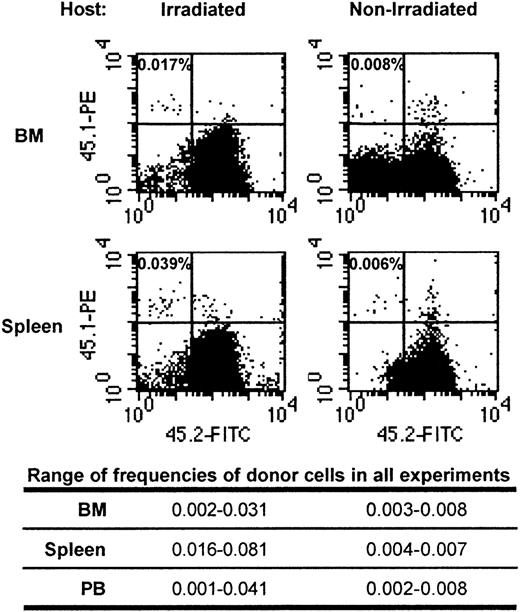 Fig. 4. Flow cytometric analysis of donor cells in BM and spleen 20 hours after transplantation of purified Sca-1+lin−CD62L− cells into irradiated or nonirradiated 1°ST mice. / In this representative experiment, irradiated or nonirradiated C57BL/6 mice (CD45.2+) received 1-3 × 105 sorted Sca-1+lin− CD62L− cells of B6.BoyJ origin (CD45.1+), killed 20 hours later, and donor cells in harvested BM and spleen detected by flow cytometry as described in “Materials and methods.” The frequency of donor cells is given in the upper left quadrant of each dot plot and was calculated manually using event count from listmode files containing between 5 × 105 to 1 × 106 events. The range of frequencies of detected donor cells in all experiments is given in the table.