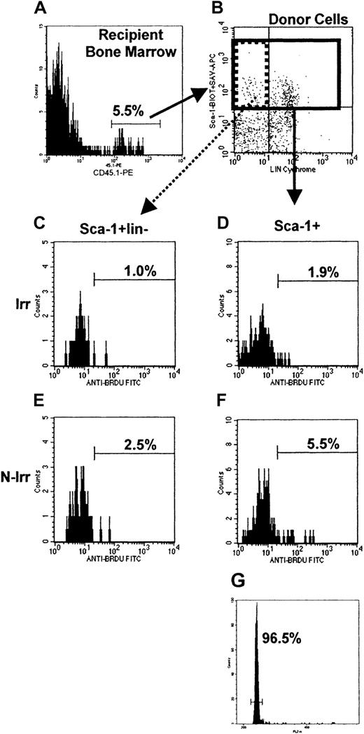 Fig. 7. Flow cytometric analysis of BrdU incorporation in donor Sca-1+ and Sca-1+lin− cells in irradiated and nonirradiated recipient BM, and cell cycle analysis of donor Sca-1+ cells in irradiated recipient BM 6 hours after transplantation. / 55 × 106 LDBM cells of B6.BoyJ origin were transplanted into irradiated or nonirradiated C57Bl/6 mice. Mice were killed 6 hours later, and BM cells lysed and stained with CD45.1-PE, Sca-1–biotin, CD3-cychrome, B220-cychrome, followed by streptavidin-APC. Cells were permeabilized and stained with anti-BrdU–FITC as described in “Materials and methods.” (A) and (B) represent typical analyses where donor cells (5.5%) are gated from all nucleated cells and analyzed for Sca-1 and lineage expression (B). Donor Sca-1+ cells (27% of donor cells; solid region in B) were then analyzed for their BrdU incorporation in irradiated (D) or nonirradiated (F) mice, or cell cycle status by PI staining (typical cell cycle histogram shown in G). Donor Sca-1+lin− cells (21% of donor Sca-1+ cells; dotted region in B) were likewise analyzed for BrdU incorporation (C,E). Sca-1+lin−histograms contain between 75 and 85 events, whereas Sca-1+histograms contain between 256 and 271 events. Frequencies of BrdU+ cells and cells in G0/G1 are given on each histogram.