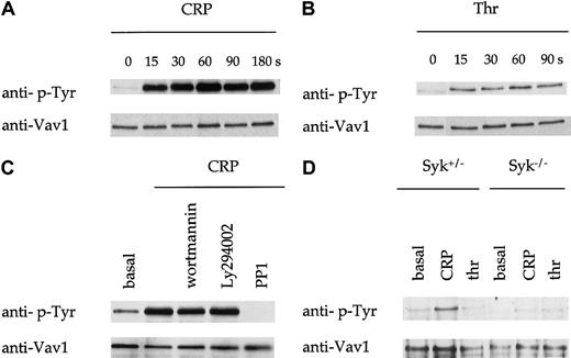 Fig. 1. Tyrosine phosphorylation of Vav1. / (A-B) Human platelets were stimulated with CRP (1 μg/mL) as shown in (A) or with thrombin (thr; 1 U/mL) as shown in (B), and lysis buffer added at the indicated time point. Vav1 was immunoprecipitated from these samples and analyzed by immunoblotting with monoclonal antiphosphotyrosine antibody 4G10 (anti–p-Tyr). Immunoblots were then stripped and reprobed with an antibody to Vav1 (lower panel). (C) Human platelets were incubated with the PI 3-kinase inhibitors, wortmannin, or Ly294002, or the Src kinase inhibitor PP1, as described in “Materials and methods.” (D) CRP (1 μg/mL)–induced tyrosine phosphorylation of Vav1 in platelets from mice deficient in the tyrosine kinase Syk were analyzed at the indicated time points as described above.