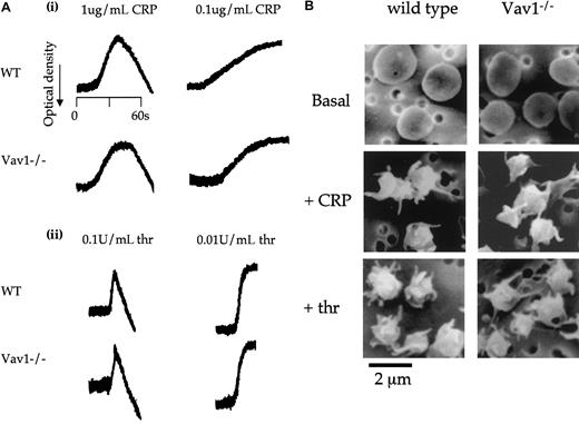 Fig. 3. Platelets from Vav1-deficient mice have a normal shape change response. / (A) Platelets from wild-type and Vav1−/− mice were stimulated with the indicated concentrations of CRP (i) or thrombin (ii) and the increase in optical density indicative of shape change monitored. One experiment representative of 3 is depicted. (B) Wild-type and Vav1−/− mouse platelets under resting and CRP (1 μg/mL, 90 seconds)–  or thrombin (1 U/mL, 30 seconds)–activated conditions were studied by scanning electron microscopy. Original magnification, × 5200. Results are representative of 5 independently analyzed fields. Scanning electron micrographs were taken as described in “Materials and methods.”