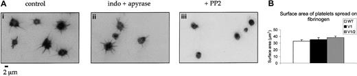 Fig. 5. Platelets form Vav1-  and Vav1/Vav2-deficient mice spread normally on fibrinogen. / (A) Wild-type platelets were spread on a fibrinogen monolayer for 30 minutes in the presence of (i) DMSO, (ii) apyrase (2 U/mL) and indomethacin (10 μM), or (iii) the Src family kinase inhibitor PP2 (20 μM). Slides were stained with rhodamine phalloidin and imaged by fluorescence microscopy. (B) The ability of wild-type, Vav1−/−, and Vav1−/−Vav2−/−mouse platelets to spread on fibrinogen-coated coverslips was studied by labeling of F-actin with rhodamine phalloidin followed by fluorescence microscopy. The surface area of spread platelets was measured at 30 minutes. Data are shown as mean surface area plus SEM. One experiment representative of 3 is depicted.