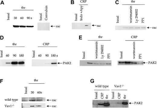 Fig. 6. Activation of Rac and PAK2 in platelets. / (A) Human platelets were stimulated with thrombin (1 U/mL) or the GPVI agonist convulxin (5 μg/mL), and Rac assay lysis buffer added at the indicated time points. Active Rac was pulled down with a GST-fusion protein containing the Rac binding domain of PAK1 and detected by immunoblotting for Rac. (B) Human platelets were stimulated with 3 μg/mL CRP in the presence and absence of apyrase (2 U/mL) and indomethacin (10 μM) as indicated. Active Rac was pulled down and blotted as above. (C) Human platelets, where indicated, were incubated with the PI 3-kinase inhibitors, wortmannin (100 nM), or Ly294002 (20 μM), or the Src kinase inhibitor PP1 (10 μM) followed by thrombin (1 U/mL, 30 seconds). Activation of Rac was measured as described above. (D) PAK2 activity in human platelets was measured using an in-gel kinase assay with MBP as the substrate. Platelets were activated with CRP (1 μg/mL) or thrombin (1 U/mL) and lysis buffer added at the indicated times. PAK2 immunoprecipitates were separated on SDS-PAGE gels containing MBP, the gels dried, and PAK2 activity detected by autoradiography. (E) The effect of wortmannin, Ly294002, and PP1 on thrombin- (1 U/mL, 90 seconds) and CRP-induced (1 μg/mL, 180 seconds) PAK2 activity was determined as described above. The autoradiograph for CRP activation of PAK2 is a longer exposure due to the weaker level of activity. (F-G) Rac (F) and PAK2 (G) activity was measured from control and Vav1-deficient mouse platelets as described above. Each panel depicts one experiment representative of at least 3 independent experiments.