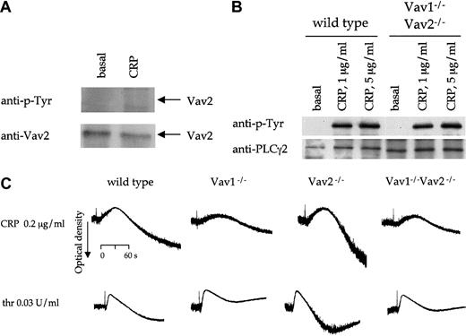 Fig. 8. Vav2 in platelets. / (A) Human platelets were stimulated with CRP (5 μg/mL, 60 seconds) and lysis buffer added. Vav2 was immunoprecipitated from these samples with a rabbit polyclonal antibody to Vav2 and analyzed by immunoblotting with a second antibody to Vav2 (bottom panel). Immunoblots were then stripped and reprobed with monoclonal antiphosphotyrosine antibody 4G10 (top panel). (B) PLCγ2 was immunoprecipitated from control and Vav1−/−Vav2−/− mouse platelets stimulated with CRP at the indicated concentrations for 60 seconds. The resulting immunoblots were probed for phosphotyrosine (anti–p-Tyr), stripped, and reprobed for PLCγ2. (C) Platelets from wild-type, Vav1−/−, Vav2−/−, and Vav1−/−Vav2−/− mice, without EGTA, indomethacin, or apyrase were stimulated with CRP (0.2 μg/mL) or thrombin (0.03 U/mL) and the change in optical density indicative of aggregation monitored. One experiment representative of 3 is depicted.