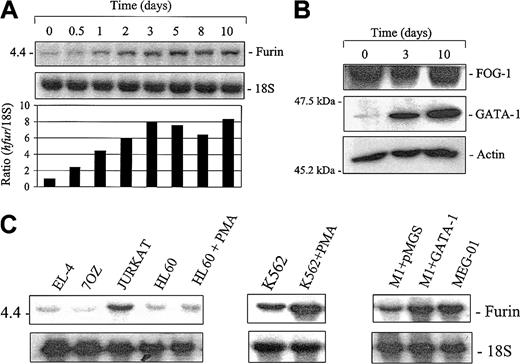 Fig. 1. Expression of furin in differentiating megakaryocytic cells. / Megakaryoblastic Dami cells were cultured with 100 nM PMA for various time periods as indicated. (A) Kinetics of fur mRNA accumulation. Total mRNA (5 μg/lane) was probed with rat riboprobe specific for furin or 18S. The autoradiogram and the densitometry ratio of furin/18S (control set at 1) is represented. (B) Western blot analysis of GATA-1 and FOG-1 in differentiated Dami cells. Cell lysates were separated on 10% sodium dodecyl sulfate–polyacrylamide gel electrophoresis (SDS-PAGE) gels and transferred to nitrocellulose membranes. Immunoblotting of GATA-1 and FOG-1 were performed using GATA-1(1/500) or FOG-1 (1/1000)–specific antibodies. Equal loading was confirmed using an antibody against actin (1/200). (C) Fur expression in megakaryocytic cells. Total mRNA was extracted from unstimulated murine and human hematopoietic cell lines and from HL-60 and K562 cells cultured with 100 nM PMA for 3 days; mRNA was probed with rat riboprobe specific for furin or 18S.
