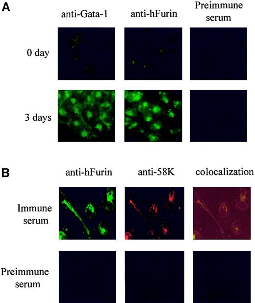 Fig. 2. Localized expression of furin convertase in differentiated Dami cells. / Immunofluorescence was performed using Dami cells undifferentiated or differentiated for 3 days with 10−7 M PMA. Cells were fixed, permeabilized, and stained with (A) mouse anti–GATA-1 (1/100) or rabbit anti-furin (1/1000) and then visualized by fluorescence microscopy, using a secondary antibody coupled to fluorescein isothiocyanate. (B) Three-day differentiated cells were costained with rabbit anti-furin (FITC) and mouse anti-58K (1/100; rhodamine). Fluorescence colocalization corresponds to Golgi structures around the nuclei. Preimmune serum was used as negative control. Magnification, × 400.