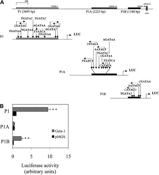 Fig. 3. Basal and GATA-1–induced transactivation of the fur P1, P1A, and P1B promoters. / (A) Schematic representation of localization and sequence of the GATA-1 recognition motifs present in the 5′ noncoding exons 1, 1A, and 1B of the human fur gene. (B) Transient cotransfection of Dami cells, with fur P1, P1A, or P1B promoters and either pMGS control vector or pMGS–GATA-1 vector. Before transfection, Dami cells were differentiated overnight with 100 nM PMA. Luciferase activity is expressed as fold-increase relative to P1 promoter activity (set at 1) cotransfected with pMGS control vector. Data are expressed as the mean ± SEM; n = 3. **P < .001, compared with promoter constructs without GATA-1.