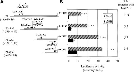 Fig. 5. Basal and GATA-1–induced transactivation of P1 5′ deletion constructs. / (A) Schematic representation of GATA recognition sequences present infur P1 promoter fragments shortened in 5′ accordingly to endogenous SacI, NheI, or KpnI restriction sites. Base positions are numbered relative to the TATA box. (B) Dami cells were incubated overnight with 100 nM PMA and were cotransfected with fur P1, P1-SacI, P1-NheI, or P1-KpnI constructs and either pMGS control vector or pMGS–GATA-1 vector. Luciferase activity is expressed as fold-increase relative to the P1 promoter cotransfected with the pMGS control vector. Data are expressed as the mean ± SEM; n = 3. **P < .001, compared with promoter constructs without GATA-1.