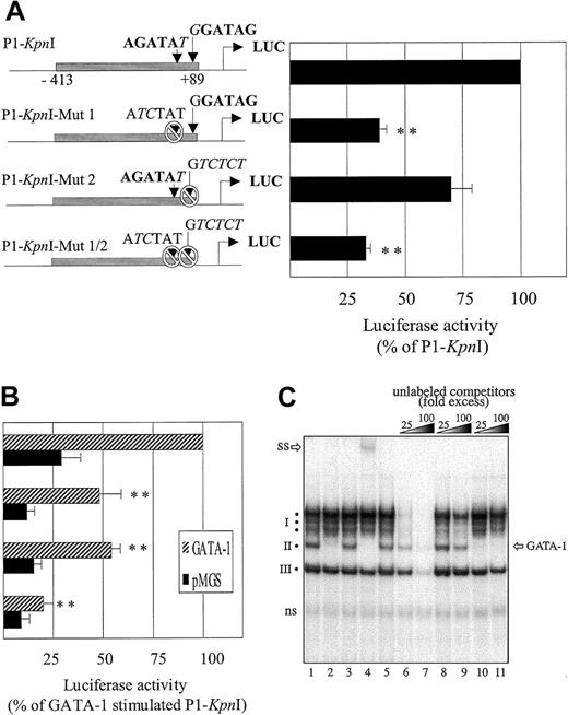 Fig. 6. Functional analysis of GATA-binding sites within. / fur P1-Kpn1 promoter region. Dami cells were incubated overnight with 100 nM PMA and transiently transfected with the fur P1-KpnI mutant promoter constructs illustrated on the left side of the figure. (A) Measure of basal promoter activity (cotransfection with pMGS control vector); data are expressed as percentage of nonmutated P1-KpnI construct. (B) GATA-1–induced activity (cotransfection with pMGS or pMGS–GATA-1 vectors). Data in panels A and B are expressed as percentage of the nonmutated P1-KpnI construct. Results are expressed as the mean ± SEM; n = 4. **P < .001, compared with nonmutated P1-KpnI promoter construct. (C) Binding of GATA-1 to the −66 P1 GATA site. Nuclear extracts (1.5 μg) from PMA-differentiated Dami cells were incubated (1 hour at 4°C) in binding buffer containing 0.8 μg poly (dI-dC) before further incubation (10 minutes at room temperature) with a 32P-labeled oligonucleotide spanning the −66 GATA motif (bp −74 to −39) of the fur P1 promoter. The specificity of complex formation was tested by the inclusion of unlabeled competitors in the binding buffer (cold probe, lanes 6, 7; cold P1 probe with mutated −66 GATA sites, lanes 8, 9; or unlabeled consensus GATA probe, lanes 10, 11), or by including antibodies to GATA-1 (antibodies N6, sc-265 and C-20, sc-1233; Santa Cruz Biotechnology), lanes 2 and 4, respectively) or isotype-matched controls (rat IgG or goat IgG, lanes 3 and 5, respectively). SS indicates supershift complex; ns, nonspecific band; I, cluster of slowly migrating bands; II and III, faster migrating complexes.
