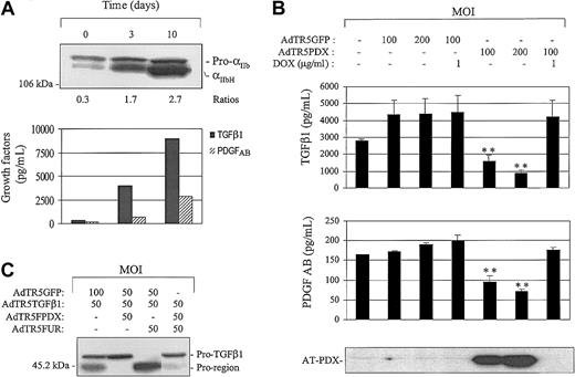 Fig. 7. Role of furin in the production of mature integrin and growth factors. / (A) Megakaryoblastic Dami cells were cultured with 100 nM PMA for various time periods, as indicated, supernatants were collected, and TGF-β1 and PDGF AB were measured by ELISA. Corresponding cell lysates were separated by SDS-PAGE and immunoblotted using αIIb-specific antibodies (1:1000). Western blots were scanned, and differences in staining intensity were measured using NIH image software. Western blot results are expressed as a ratio of mature to precursor forms, which is an estimation of conversion efficiency. (B) Dami cells were incubated overnight in the presence of 100 nM PMA. Cells were infected with the indicated recombinant adenovirus. Forty-eight–hour supernatants were collected for TGF-β1 and PDGFAB determination. Data are expressed as the mean ± SEM; n = 3. **P < .001, compared with control adenovirus. (C) Cells were coinfected with the indicated recombinant adenovirus. 48 hours after infection, supernatants were concentrated, separated on SDS-PAGE gels, and immunoblotted using an anti–TGF-β–specific antibody (1:1000; R&D Systems).
