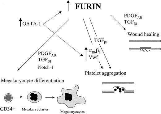 Fig. 8. Proposed impacts of fur expression/regulation in megakaryocytes. / The events depicted here are initiated with hematopoietic cell differentiation into megakaryocytes. In this scheme, we extrapolate the results observed with various megakaryocytic cell lines to the events proposed to occur in primary cells. Fur regulation in megakaryocytes is, in part, under the control of the transcription factor GATA-1, and the relevance of other transcription factors in this regulation is not excluded. The role of furin in the maturation/activation of the integrin αIIb will be published elsewhere (M.-H. L. et al, mansucript in prepration).