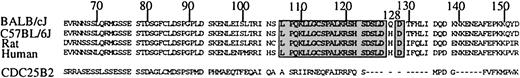Fig. 1. Alignment of the amino acid sequence of Cdc25A from BALB/cJ, C57BL/6J, rat, and human. / The dark box indicates a domain of 23 amino acids that are identical in mouse, human,20 and rat Cdc25A.21 The position of codon 128 is highlighted within this domain. Below, a portion of the sequence of CDC25B2 is aligned with Cdc25A to demonstrate that the region containing the codon 128 is deleted in CDC25B2.41