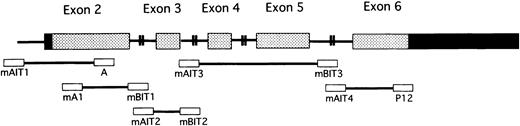 Fig. 2. Schematic representation of the PIG-A gene and PCR primers. / Gray and black rectangles represent coding regions and noncoding regions, respectively, in 5 exons of the PIG-A gene. Lines connecting exons represent introns. Primers (open rectangles) used for PCR are at the corresponding areas in the gene. The base sequences of these primers are shown in Table 2.