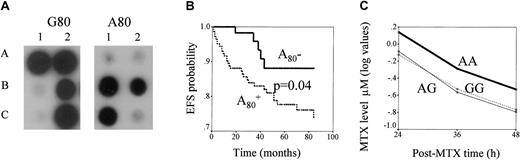 Fig. 1. RFC, G80A polymorphism: genotyping and its impact on ALL outcome and MTX levels. / (A) ASO hybridization assay of RFC1 G80A polymorphism. PCR products of RFC1 gene obtained from the DNA of each patient are blotted in duplicate. The membranes are hybridized with ASO specific for G80 (left panel) or A80 (right panel). Hybridization signal in spots A1, A2, and C2 indicate homozygous patients with the GG genotype, in B2 a heterozygous patient with the AG genotype, and in B1 and C1 patients with the AA genotype. (B) Kaplan-Meier estimates of EFS for patients with and without the RFC1 A80 variant. EFS curves for patients positive (lower line) or negative (upper line) for the RFC1A80 variant are presented. The P value for the differences of survival between these patients groups is indicated. (C) Relationship between RFC1 G80A polymorphism and MTX plasma level. Lines represent log values of MTX levels (μM, measured at 3 time points) in GG, GA, and AA genotypes. MTX levels differ across RFC1 genotype groups (P = .02). When MTX levels in patients with the AA genotype are compared with those of the rest of patients, the difference is .004.