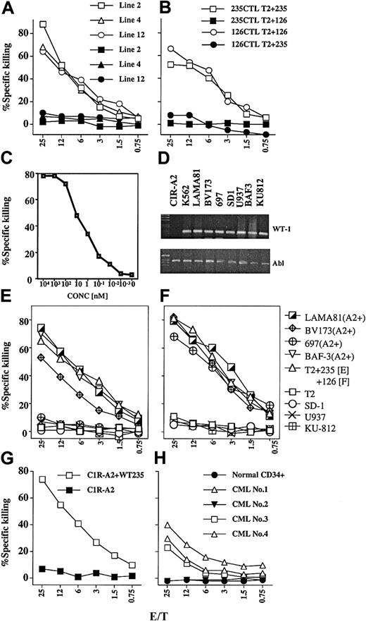 Fig. 1. Specificity of allo-restricted CTLs generated against the WT235 peptide. / (A) Killing of T2 cells (HLA-A2+, TAP−) coated with WT235 peptides (open symbols) and an A2-binding control peptide from the E7 protein of human papilloma virus (solid symbols). Three allo-resticted CTL lines (line 2, 4, 12) were tested in this experiment, and line 4, which expanded best, was used in all subsequent experiments. (B) Killing of T2 targets coated with WT125 or WT235 peptides using the WT235 CTL line 4 (squares) or a previously described allo-restricted CTL line 77 (round symbols) raised against the WT126 peptide (see Gao et al11). (C) Killing activity of WT235 CTL line 4 against T2 loaded with decreasing amounts of WT235 peptide. (D) RT-PCR of a panel of leukemia lines. Shown is RT-PCR amplification of WT1 RNA and the housekeeping abl RNA of 8 leukemia lines. The lymphoblastoid cell line C1R-A2 served as negative control for WT1 expression. RT-PCR with intron-spanning primers of WT1 and abl was performed as described previously.11 (E) Killing of a panel of leukemia lines by the WT235-specific CTL line 4 and by the WT126-specific CTL line 77 (F). The leukemia cell lines LAMA81, BV173, 697, and BAF-3 were HLA-A2+, and SD-1, U937, and KU-812 were HLA-A2− (determined by FACS staining with 2 A2-specific antibodies). In panel E, T2 cells were coated with WT235 peptide and in panel F with WT126 peptide. (G) Killing activity of the WT235-specific line 4 against the lymphoblastoid cell line C1R-A2 in the presence and absence of WT235 peptides. (H) Killing activity of the WT235-specific line 4 against purified normal CD34+ cells or CML patient-derived CD34+ cells. CML patients 1, 3, and 4 were HLA-A2+ and CML patient 2 was A2−.