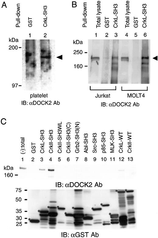 Fig. 1. The association of DOCK2 and GST-CrkL-SH3(N). / (A) Lysates of human normal platelets were subjected to pull-down assay by GST (lane 1) or GST-CrkL-SH3(N) (lane 2). The precipitates were analyzed by immunoblotting with anti-DOCK2 (αDOCK2) Ab. Arrowhead indicates the size of DOCK2. (B) Lysates of Jurkat and MOLT4 were subjected to pull-down assay by GST (lanes 2 and 5) or GST-CrkL-SH3(N) (lanes 3 and 6). Arrowhead indicates the size of DOCK2. (C) Analysis of the binding of DOCK2 and various SH3 domains (indicated at the top) by pull-down assay in Jurkat cells lysates. The precipitates were analyzed by immunoblotting by means of anti-DOCK2 Ab (top panel) and anti-GST Ab (bottom panel). Lane 1, pull-down (−) indicates total cell lysates. In the bottom panel, asterisks indicate the expected size of each SH3 domain–containing proteins.