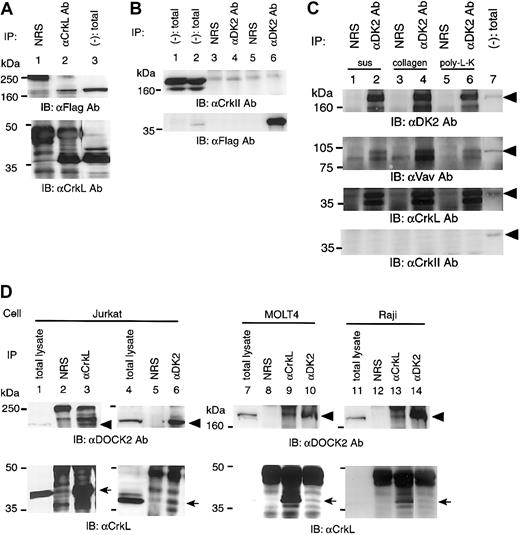 Fig. 2. The association of DOCK2 and CrkL in vivo. / (A) Analysis of the association of CrkL with DOCK2 in 293T cells. The pCAGGS-CrkL and pCXN2-Flag-DOCK2 were transiently transfected, and an immunoprecipitation assay was performed by anti-CrkL Ab (lane 2) or normal rabbit serum (NRS; lane 1). Immunoblotting was performed with the use of anti-Flag Ab (top panel) and anti-CrkL Ab (bottom panel). Total cell lysates appear in lane 3. (B) Analysis of the association of c–Crk-II with DOCK2 in 293T cells. The sets of cotransfected plasmid were as follows: pCAGGS–c–Crk-II and pCXN2 vector (lanes 1, 3, and 4); pCAGGS–c–Crk-II and pCXN2-Flag-DOCK2 (lanes 2, 5, and 6). Cell lysates were analyzed by immunoprecipitation with the use of anti-DOCK2 (αDK2) Ab or NRS (lanes 3-6). Total cell lysates are shown in lanes 1 and 2. (C) Association of CrkL and DOCK2 in Jurkat cells with stimulation. Cells were in suspension (sus; lanes 1 and 2), plated on collagen type I–coated dishes (collagen; lanes 3 and 4), or plated on poly-L-lysine–coated dish (poly-L-K; lanes 5 and 6). Cells were incubated for 15 minutes at 37°C, and cell lysates were immunoprecipitated with anti-DOCK2 (αDK2) Ab (lanes 2, 4, and 6) or NRS (lanes 1, 3, and 5), and precipitates were analyzed by immunoblotting with antibodies, indicated below each panel. Total cell lysates appear in lane 7. The arrowheads indicate DOCK2 in the top panel, Vav in the second panel, CrkL in the third panel, and c–Crk-II in the bottom panel. (D) Association of endogenous CrkL and DOCK2 in Jurkat, MOLT4, and Raji cells. Cell lysates were immunoprecipitated by anti-CrkL Ab (αCrkL; lane 3, 9, and 13) or anti-DOCK2 Ab (αDK2; lane 6, 10, and 14) and probed with anti-DOCK2 Ab (top panels) and with anti-CrkL Ab (bottom panels).