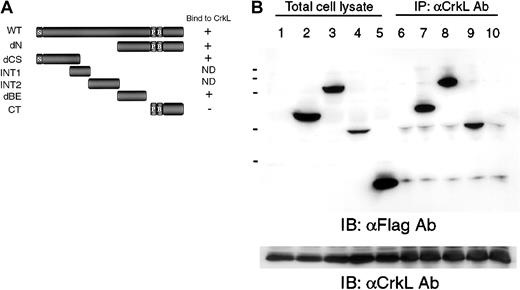 Fig. 3. Analysis of the association of CrkL with DOCK2 truncated mutants. / (A) Schematic structure of wild-type DOCK2 and the mutants designated dN (aa 939 to 1830), dCS (aa 1 to 515), INT1 (aa 386 to 593), INT2 (aa 586 to 883), dBE (aa 926 to 1478), and CT (aa 1640 to 1830). ND indicates not determined; P, proline-rich sequence; B, basic domain; and S, SH3 domain. (B) Association of CrkL and DOCK2 mutants were analyzed by immunoprecipitation. The 293T cells were transfected with pCAGGS-CrkL and the DOCK2 expression vector, and cell lysates were immunoprecipitated with anti-CrkL Ab and were analyzed by immunoblotting with anti-Flag monoclonal Ab (Ab; lanes 6-10). Protein expressions of DOCK2 mutants and CrkL were examined by anti-Flag mAb (top panel, lanes 1-5) and anti-CrkL Ab (bottom panel). Transfected plasmids were as follows: lanes 1 and 6, pCAGGS; lanes 2 and 7, pCXN2-Flag-DOCK2-dCS; lanes 3 and 8, pCXN2-Flag-DOCK2-dN; lanes 4 and 9, pCXN2-Flag-DOCK2-dBE; and lanes 5 and 10, pCXN2-Flag-DOCK2-CT.